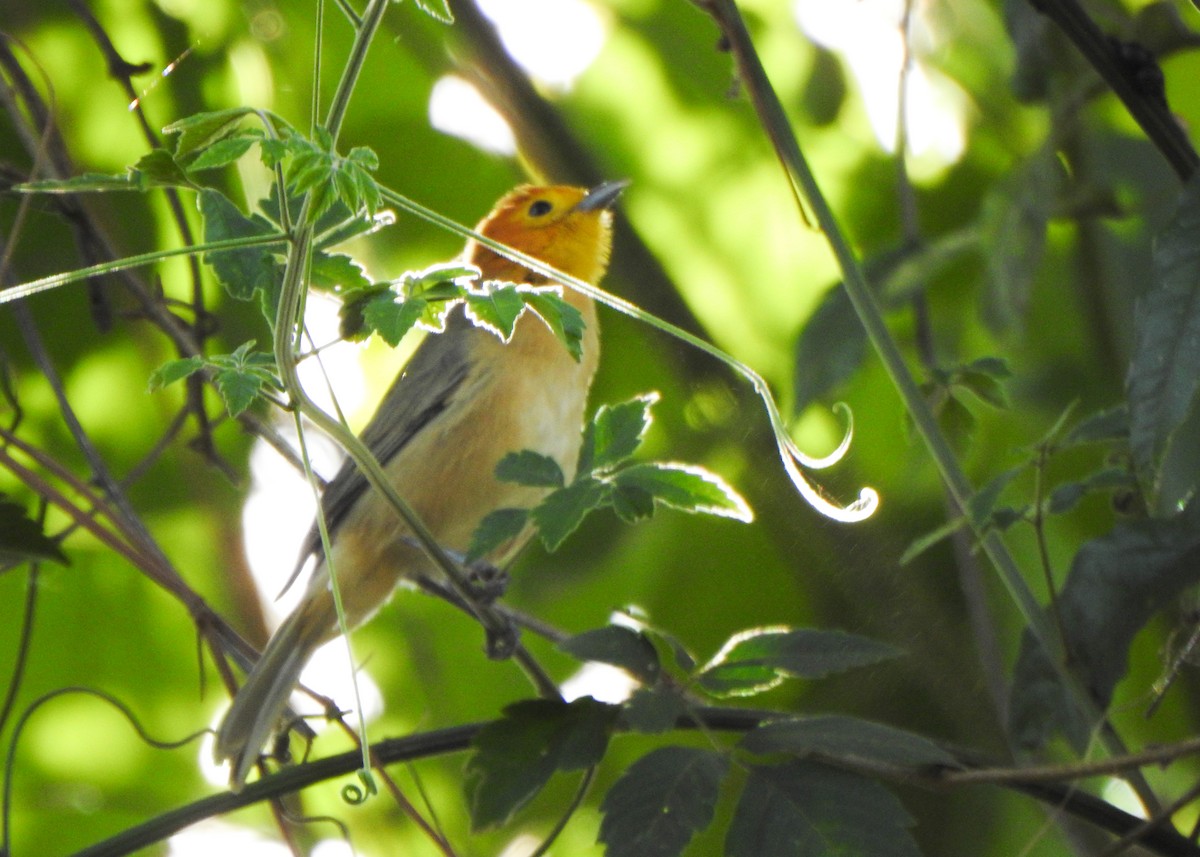 Orange-headed Tanager - ML642709036