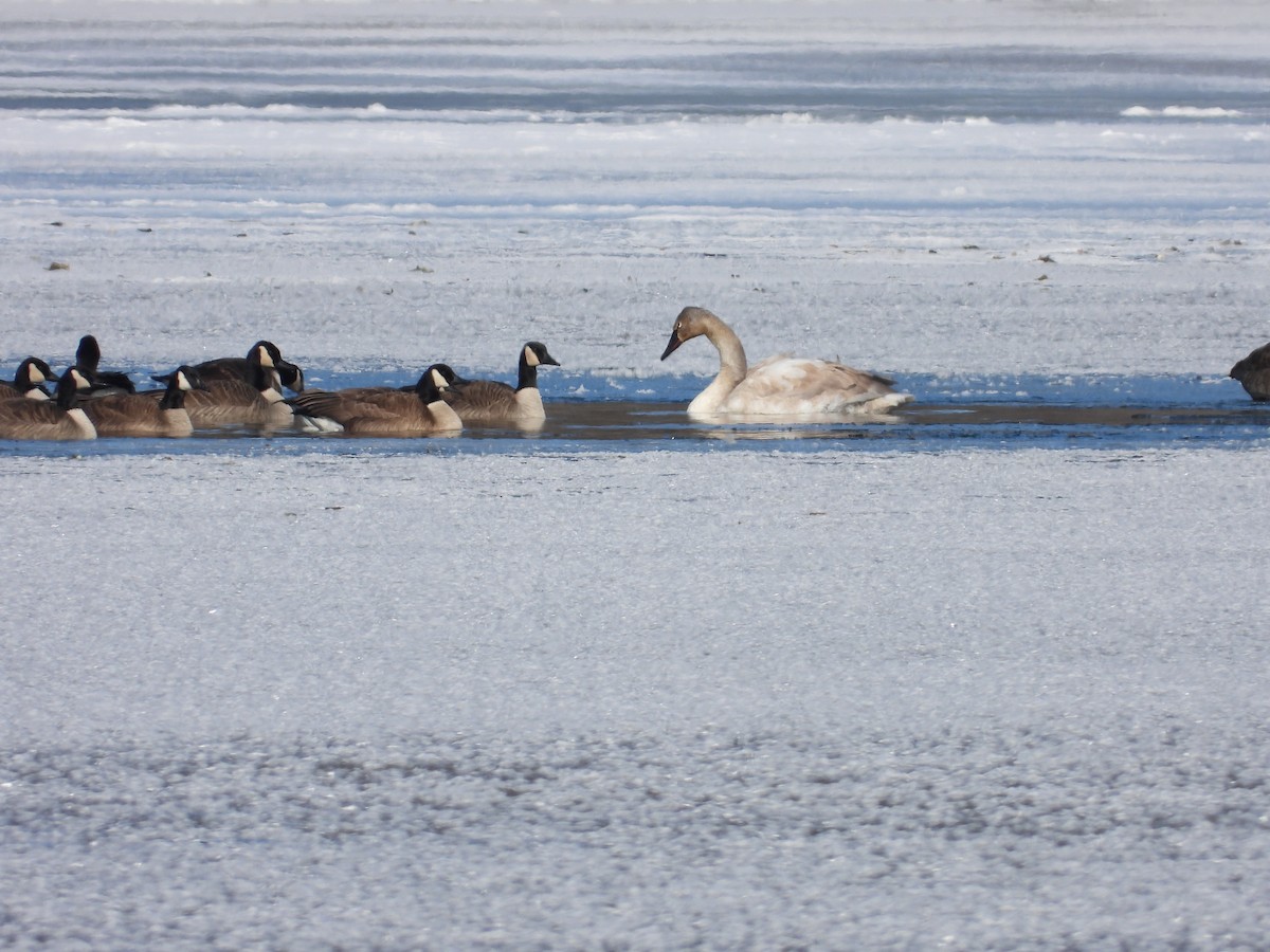 Branta kanadar handia - ML642709038