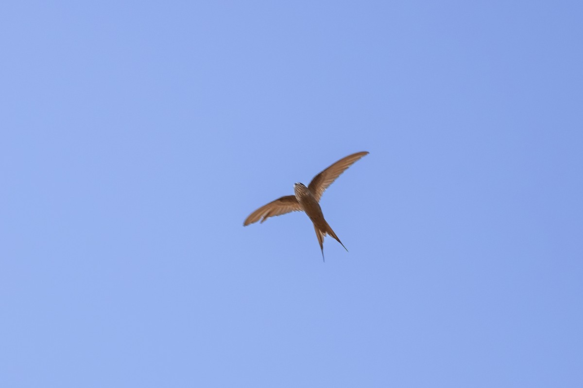 African Palm Swift - ML642709040
