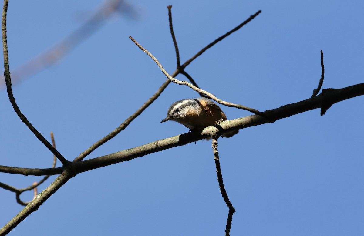 Garrapo kanadarra - ML642709042