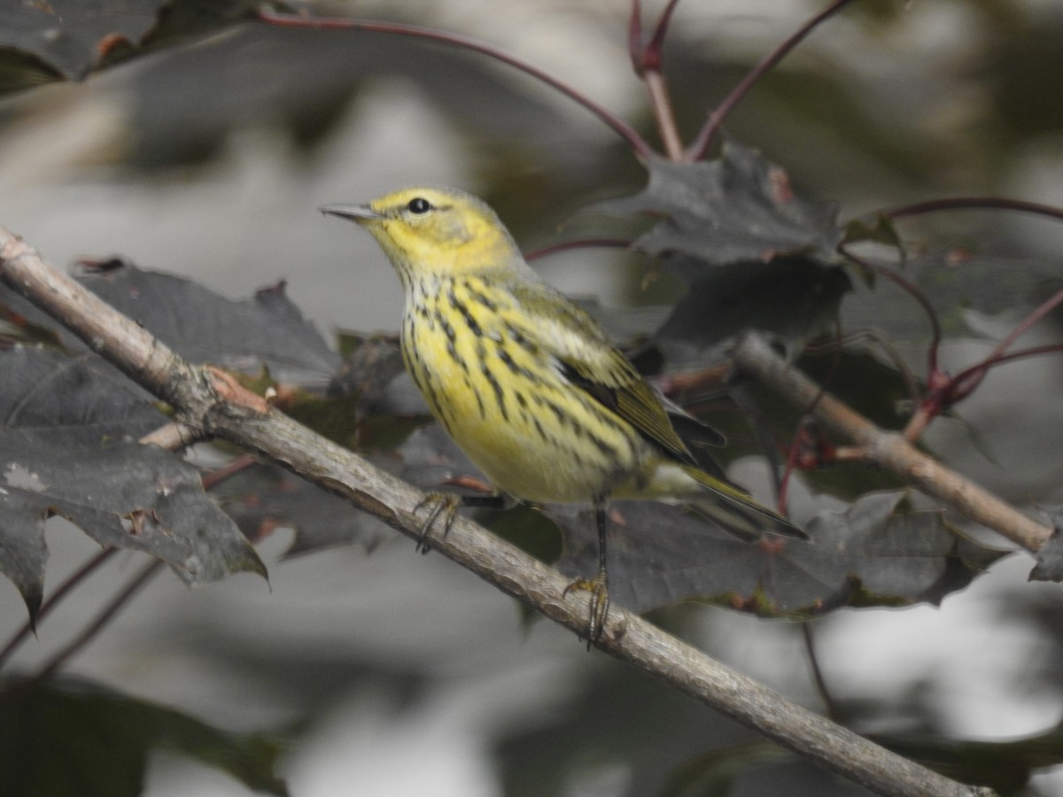 Cape May Warbler - ML642709043