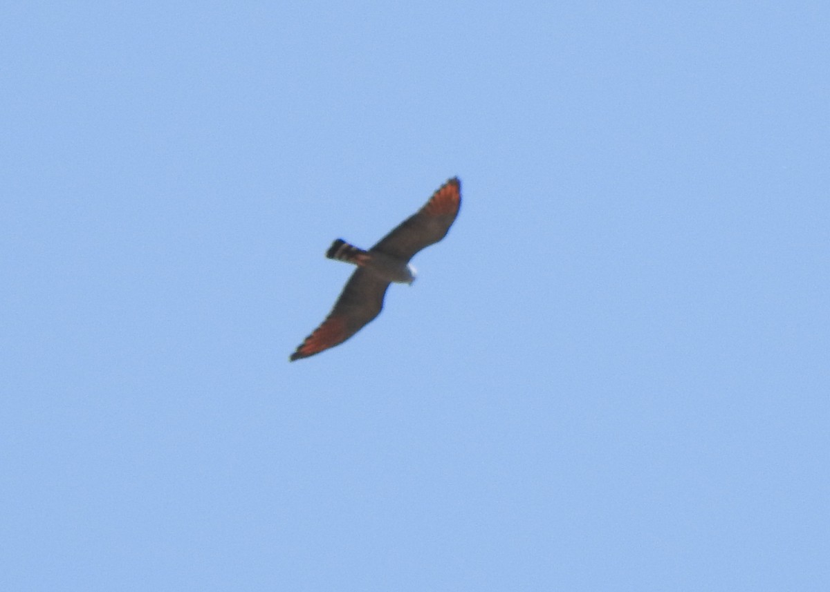 Plumbeous Kite - ML642709044