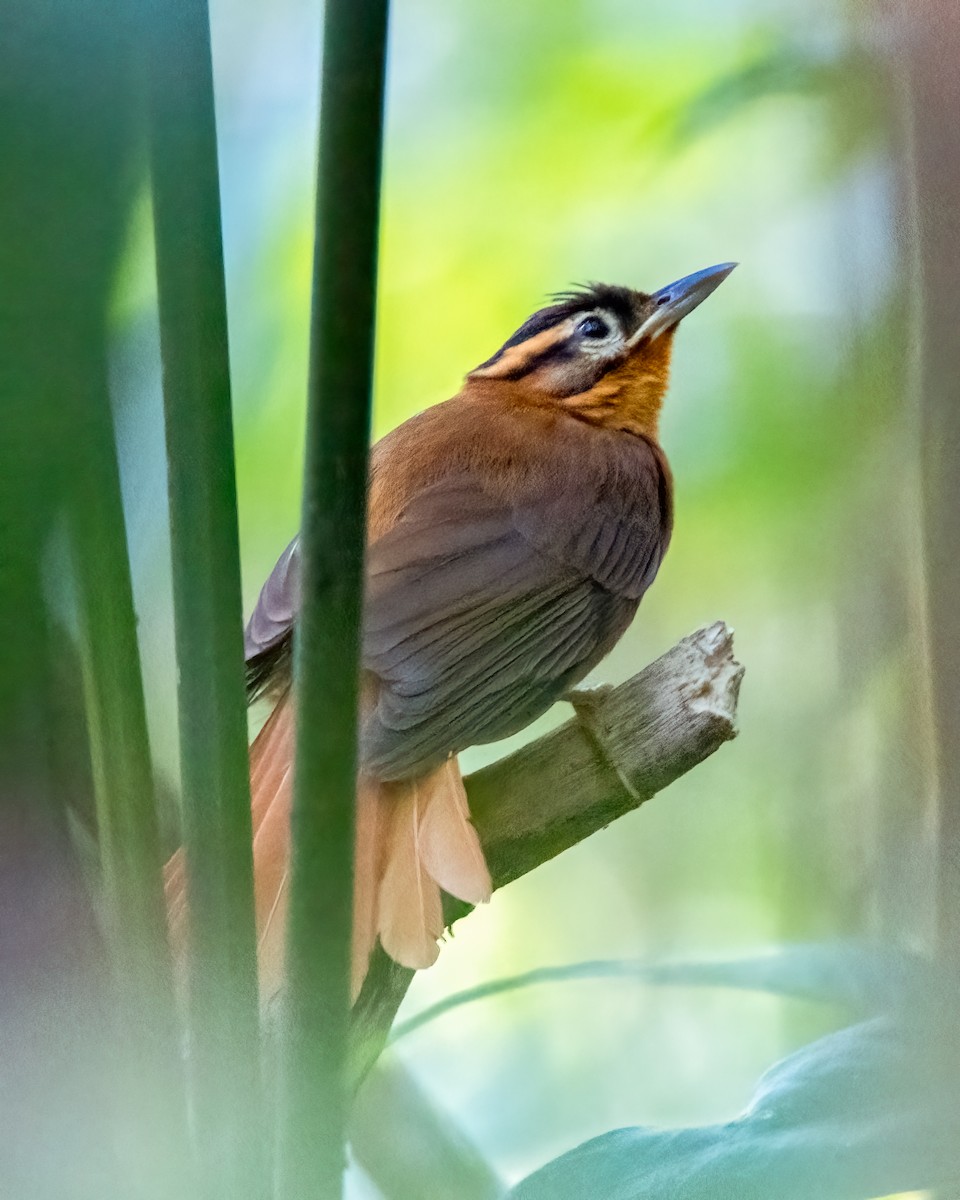 Black-capped Foliage-gleaner - ML642709045