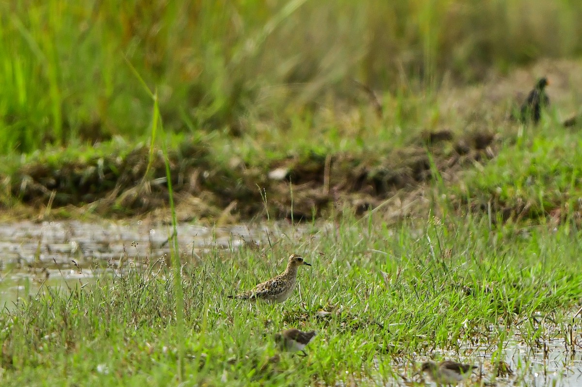 Urre-txirri siberiarra - ML642709048