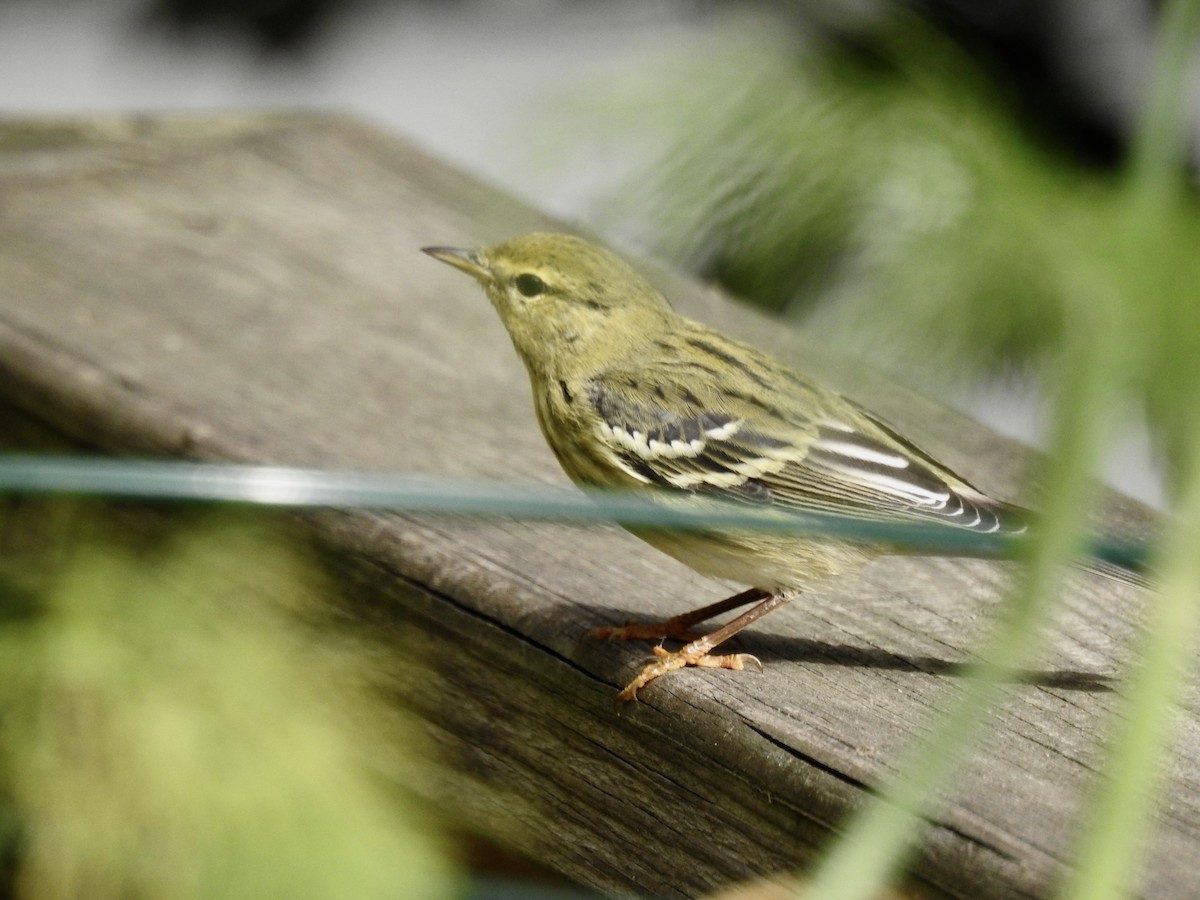 Blackpoll Warbler - ML642709052