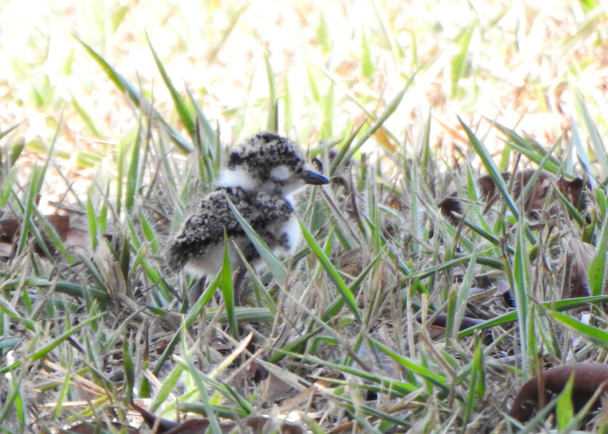 Southern Lapwing - ML642709055