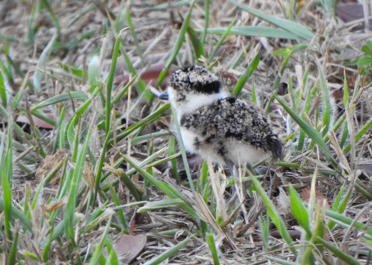 Southern Lapwing - ML642709056