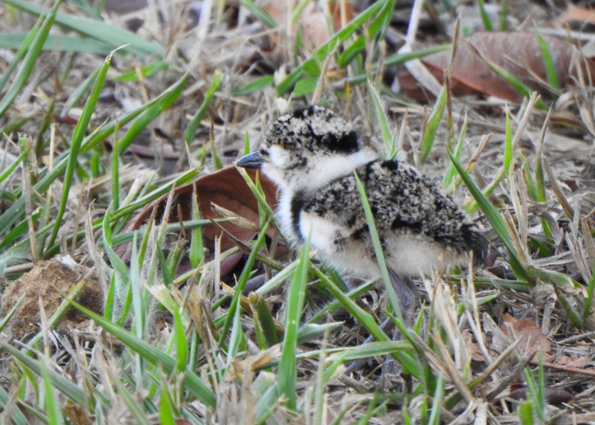 Southern Lapwing - ML642709058