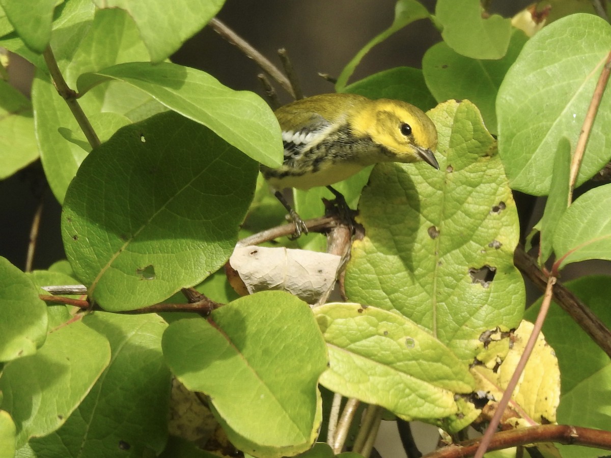 Black-throated Green Warbler - ML642709060