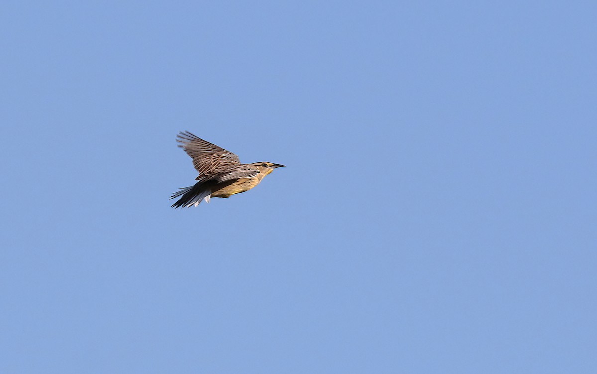 Eastern Meadowlark - ML642709065