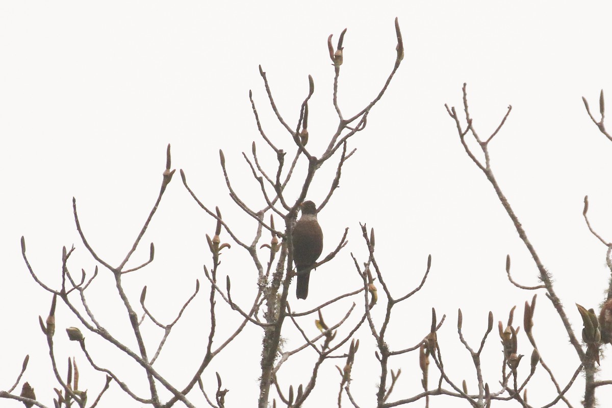 White-collared Blackbird - ML642709066