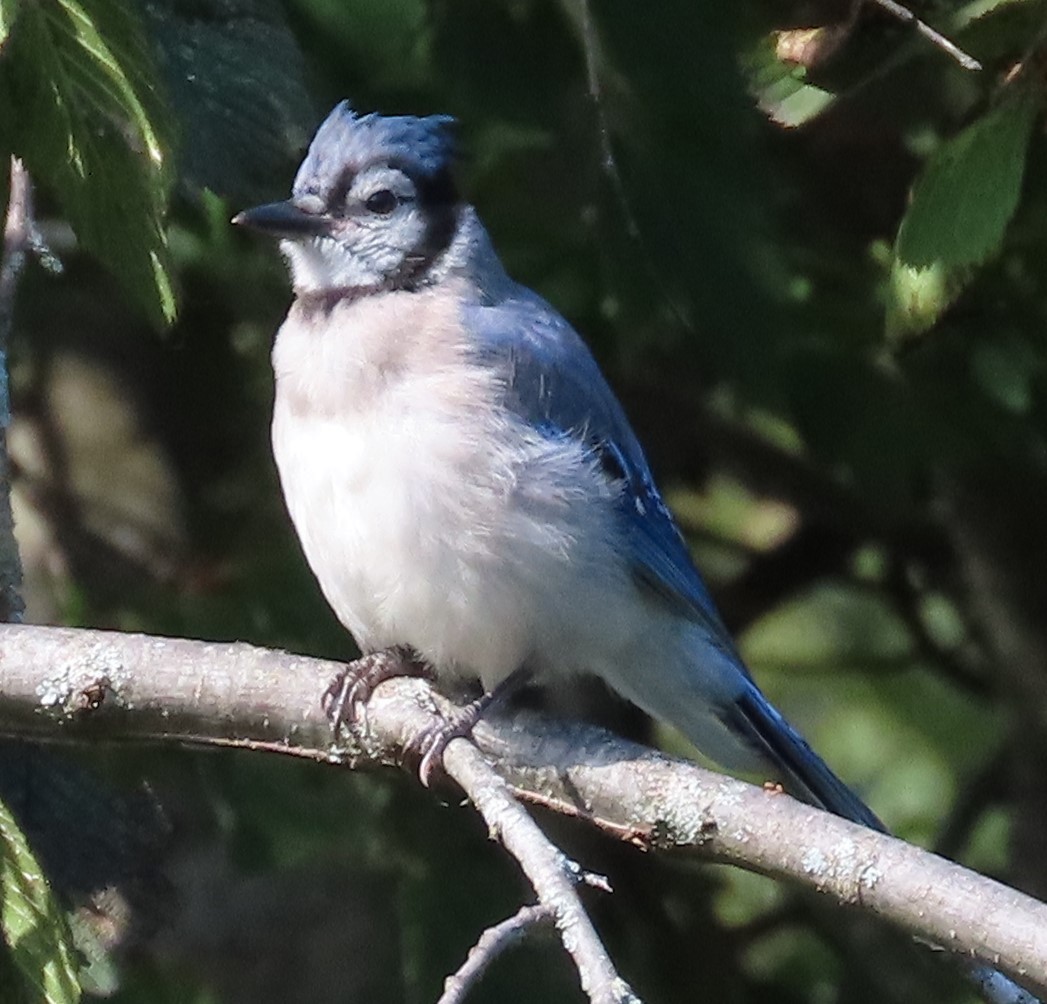 Blue Jay - ML642709068