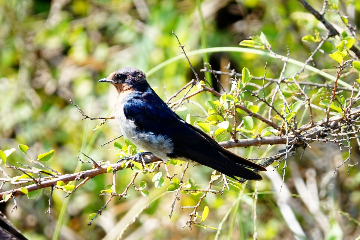 Angola Swallow - ML642709074