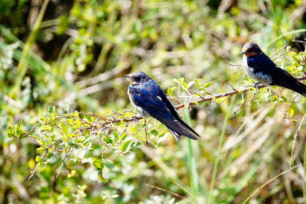 Angola Swallow - ML642709075