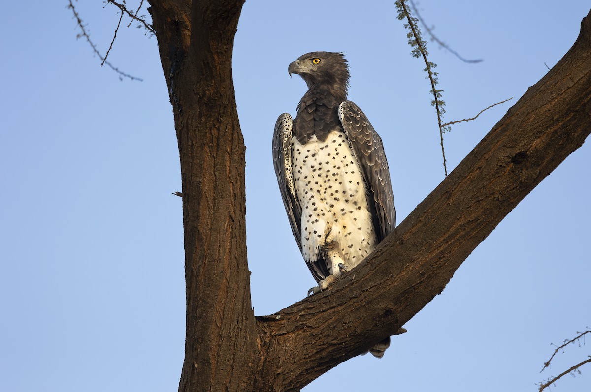 Martial Eagle - ML642709090