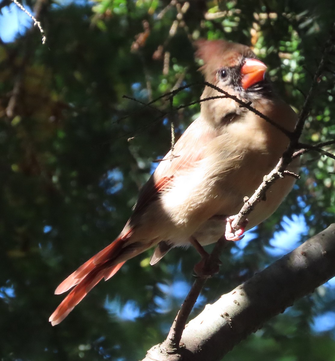 Northern Cardinal - ML642709098