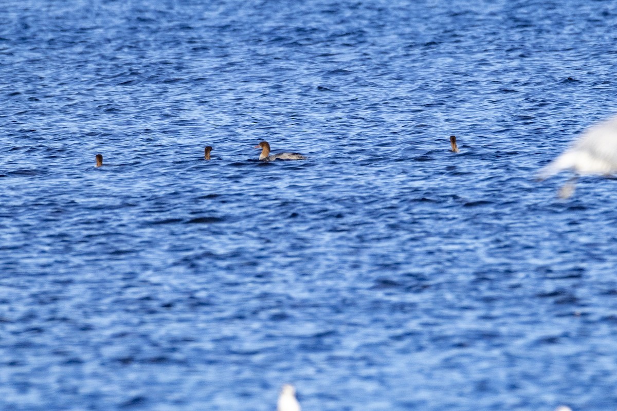 Common Merganser - ML642709116