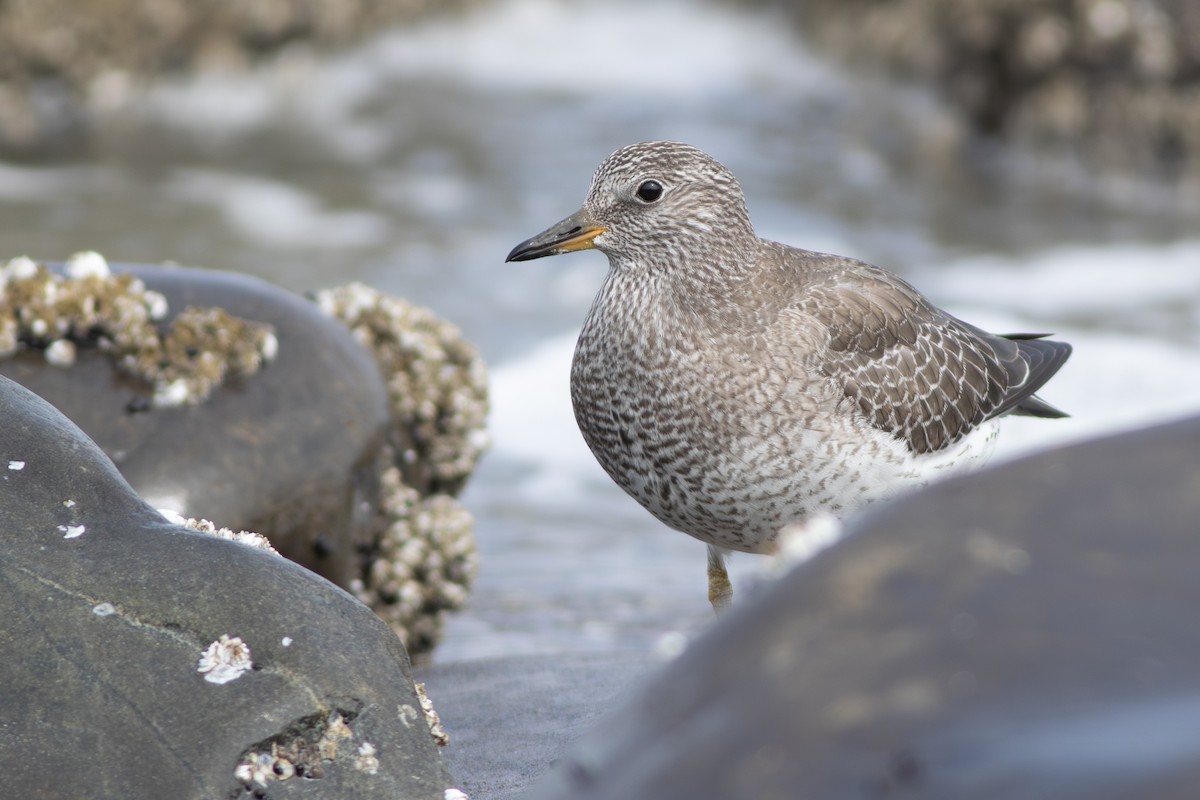 Surfbird - ML642709117