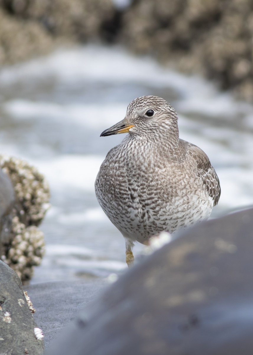Surfbird - ML642709118