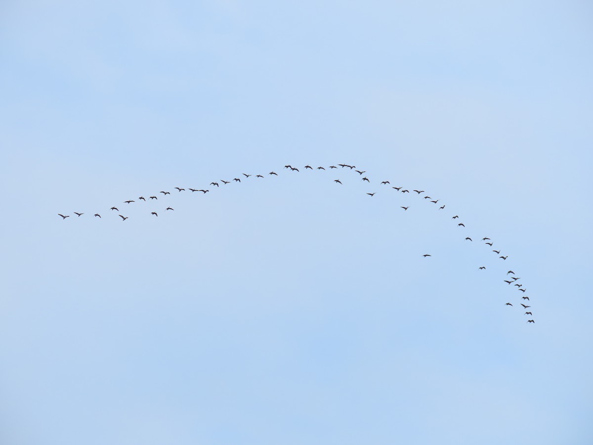 Cackling Goose - ML642709120