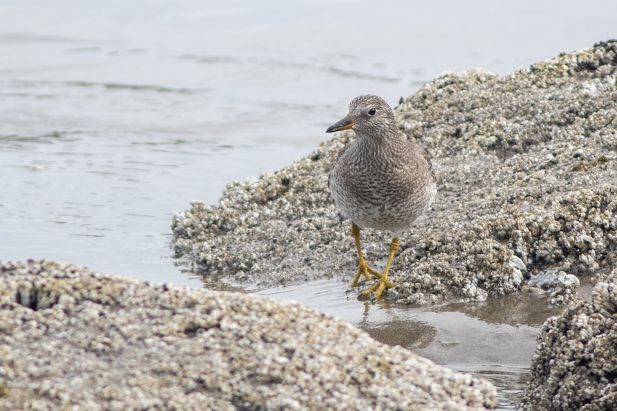 Surfbird - ML642709125