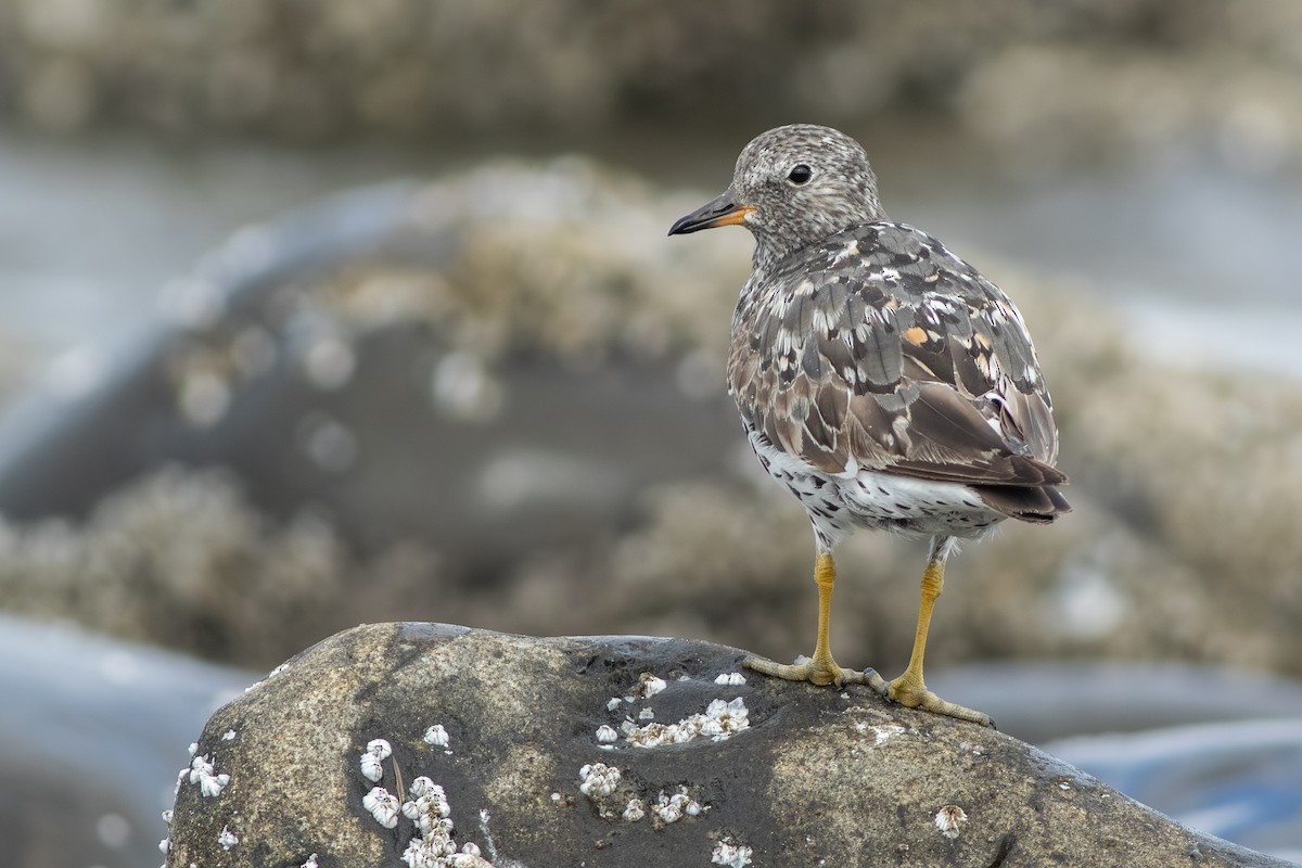 Surfbird - ML642709126
