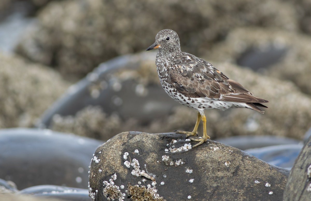 Surfbird - ML642709127