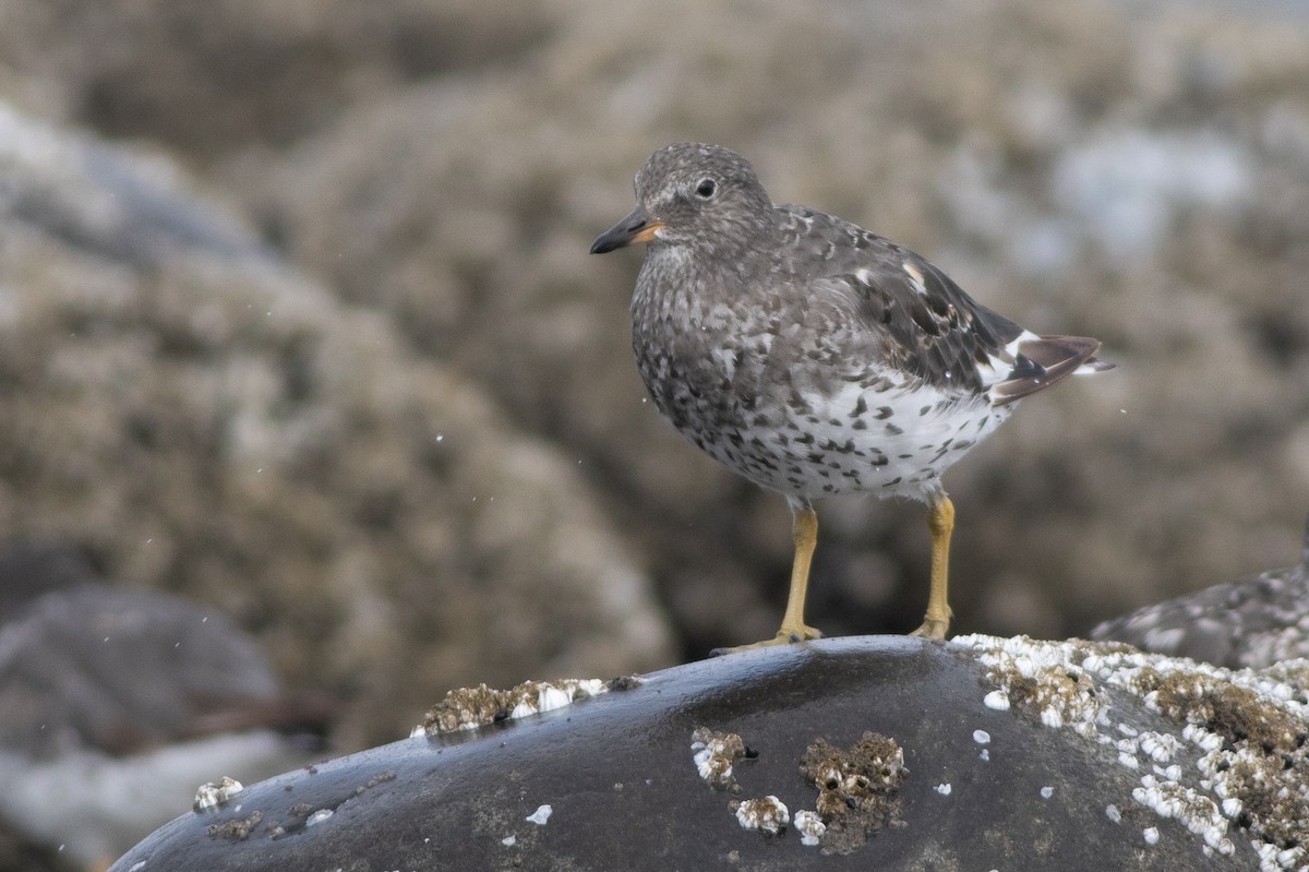 Surfbird - ML642709138