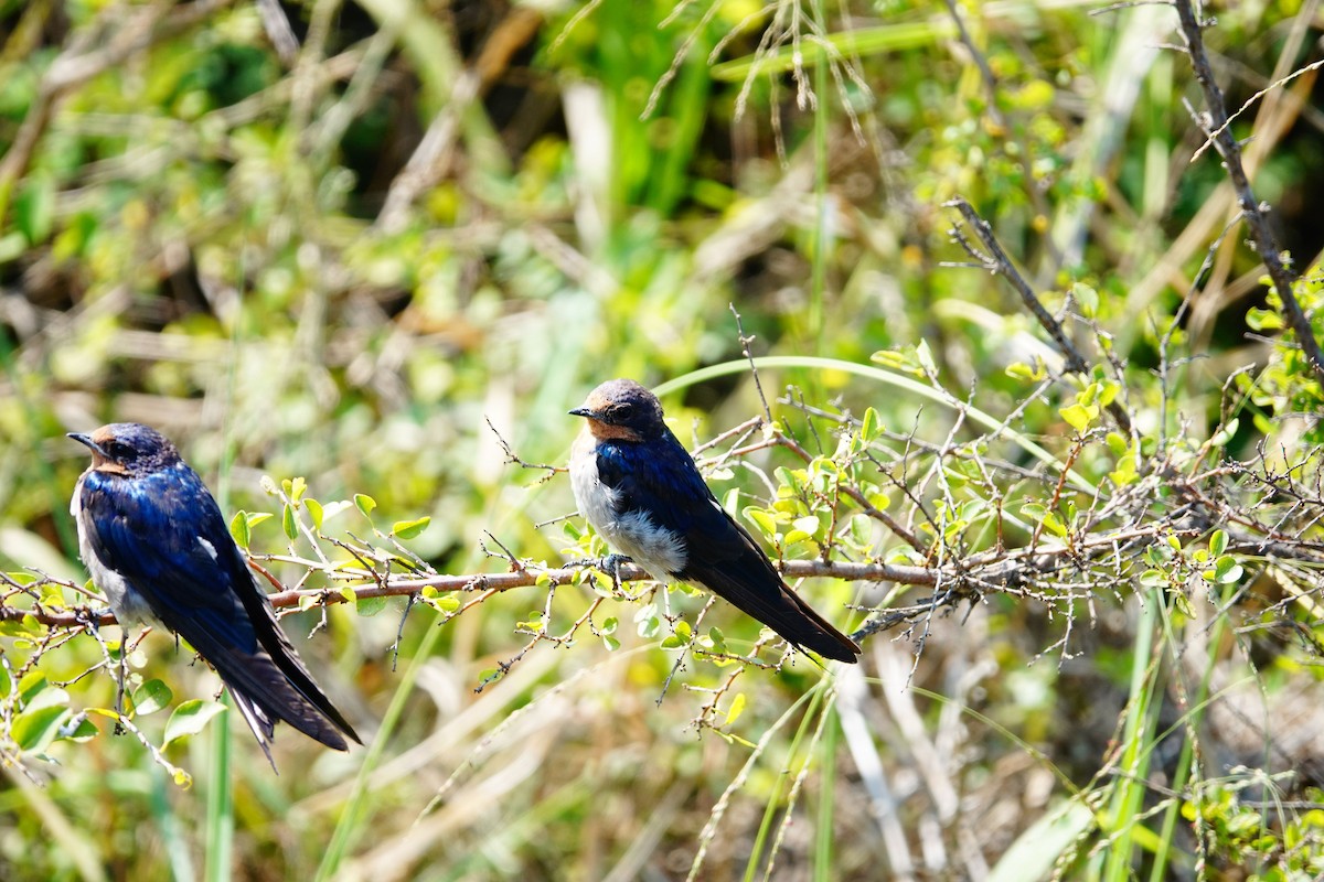 Angola Swallow - ML642709140