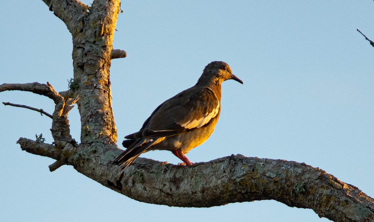 White-winged Dove - ML642709148