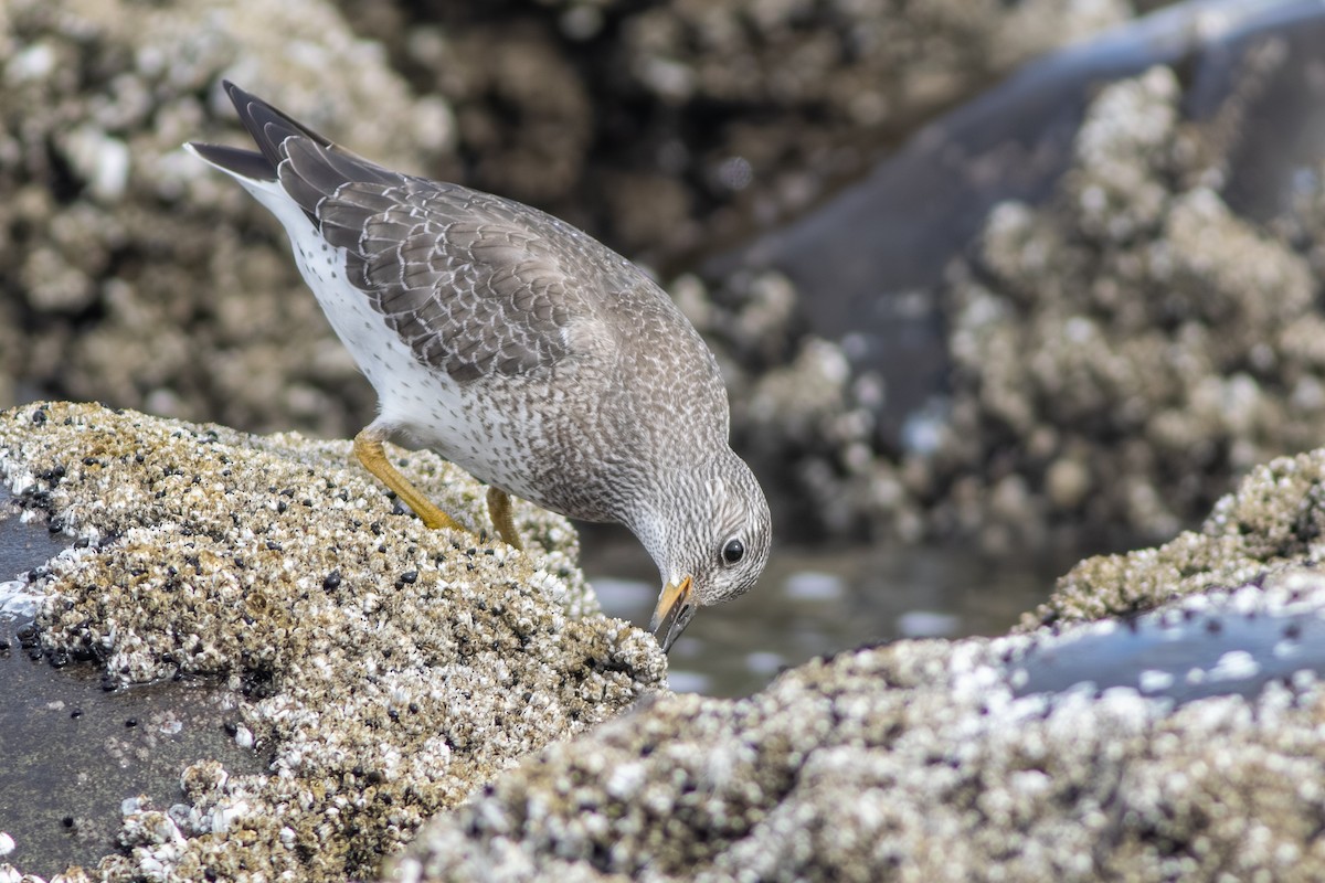 Surfbird - ML642709149