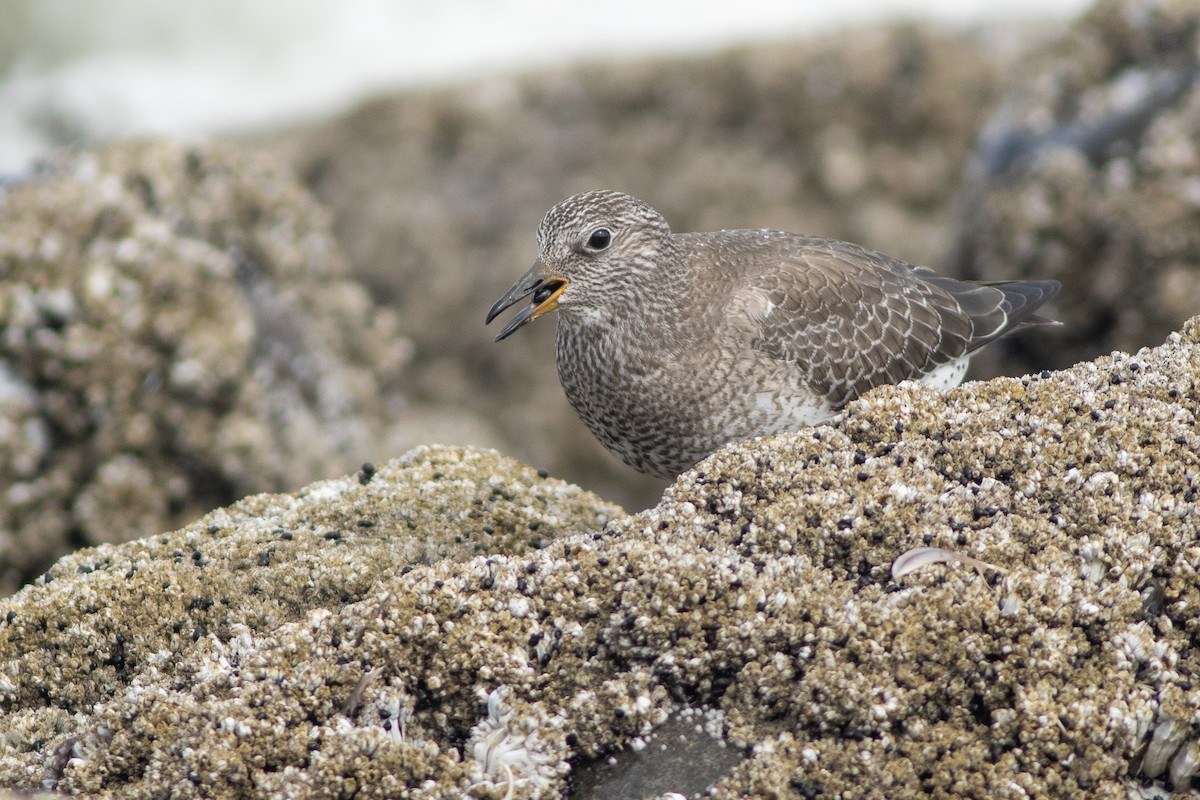 Surfbird - ML642709152