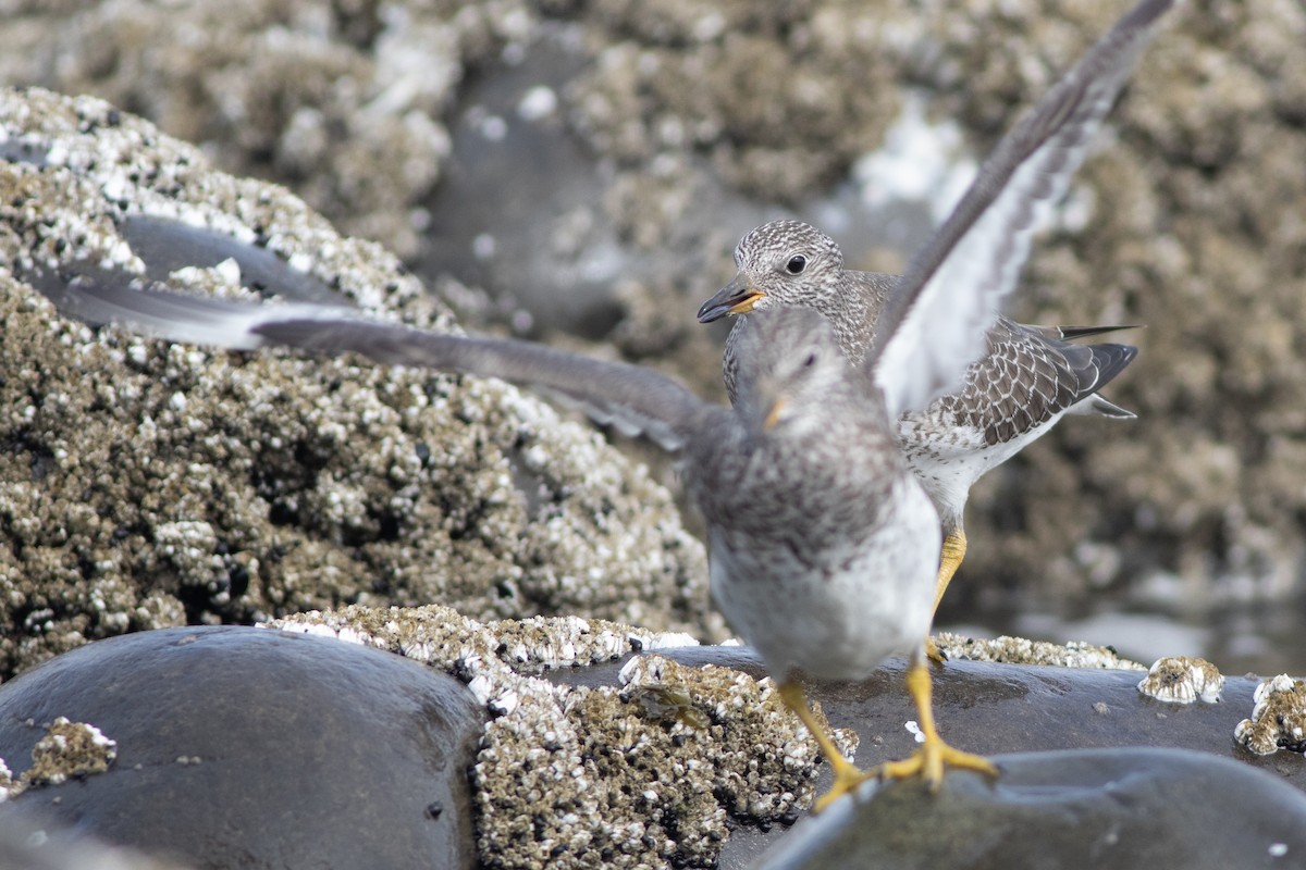 Surfbird - ML642709155