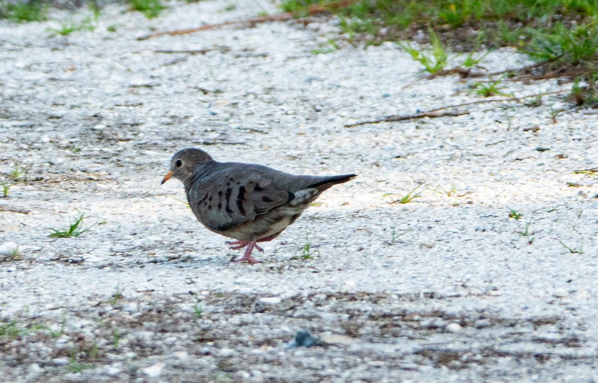 Common Ground Dove - ML642709157