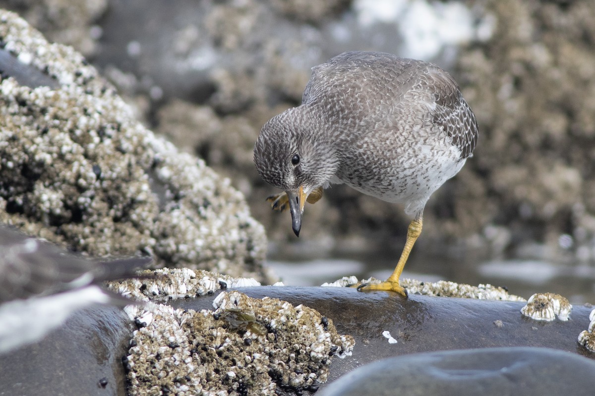 Surfbird - ML642709158