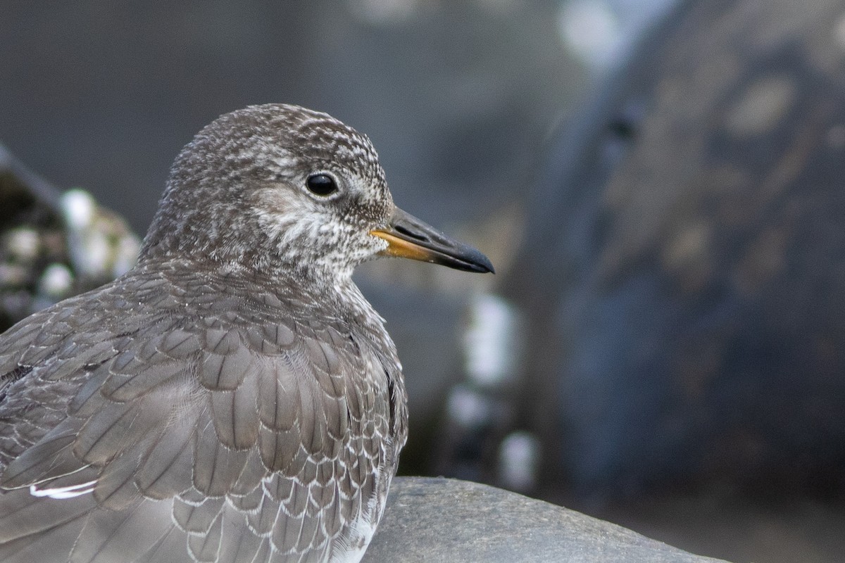 Surfbird - ML642709163
