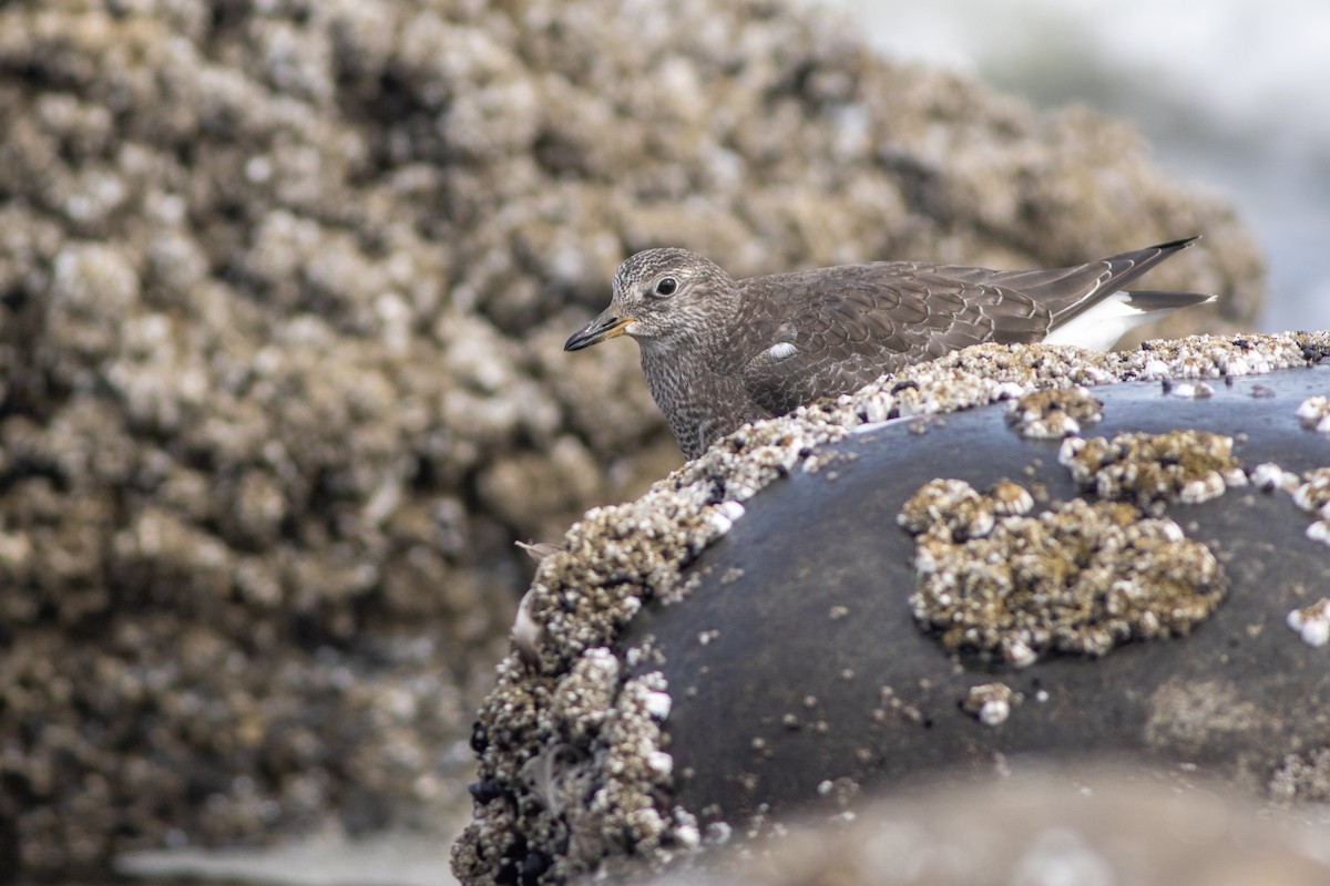 Surfbird - ML642709166