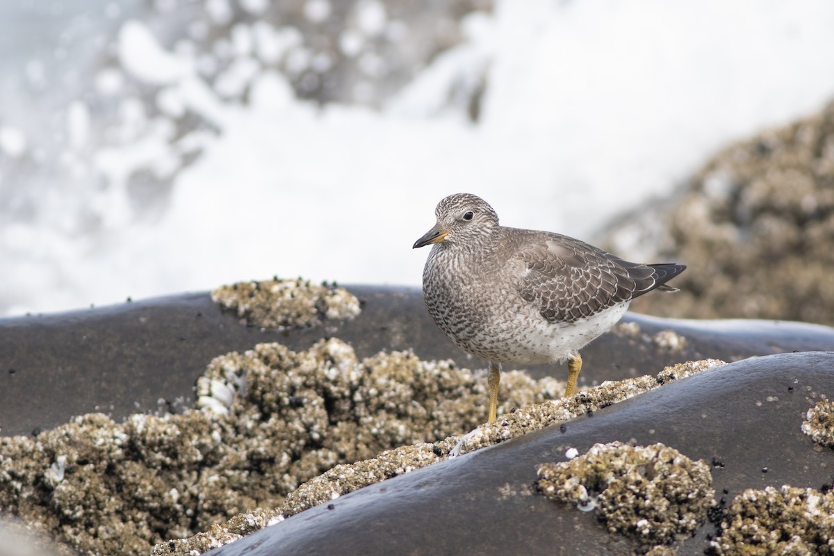 Surfbird - ML642709167