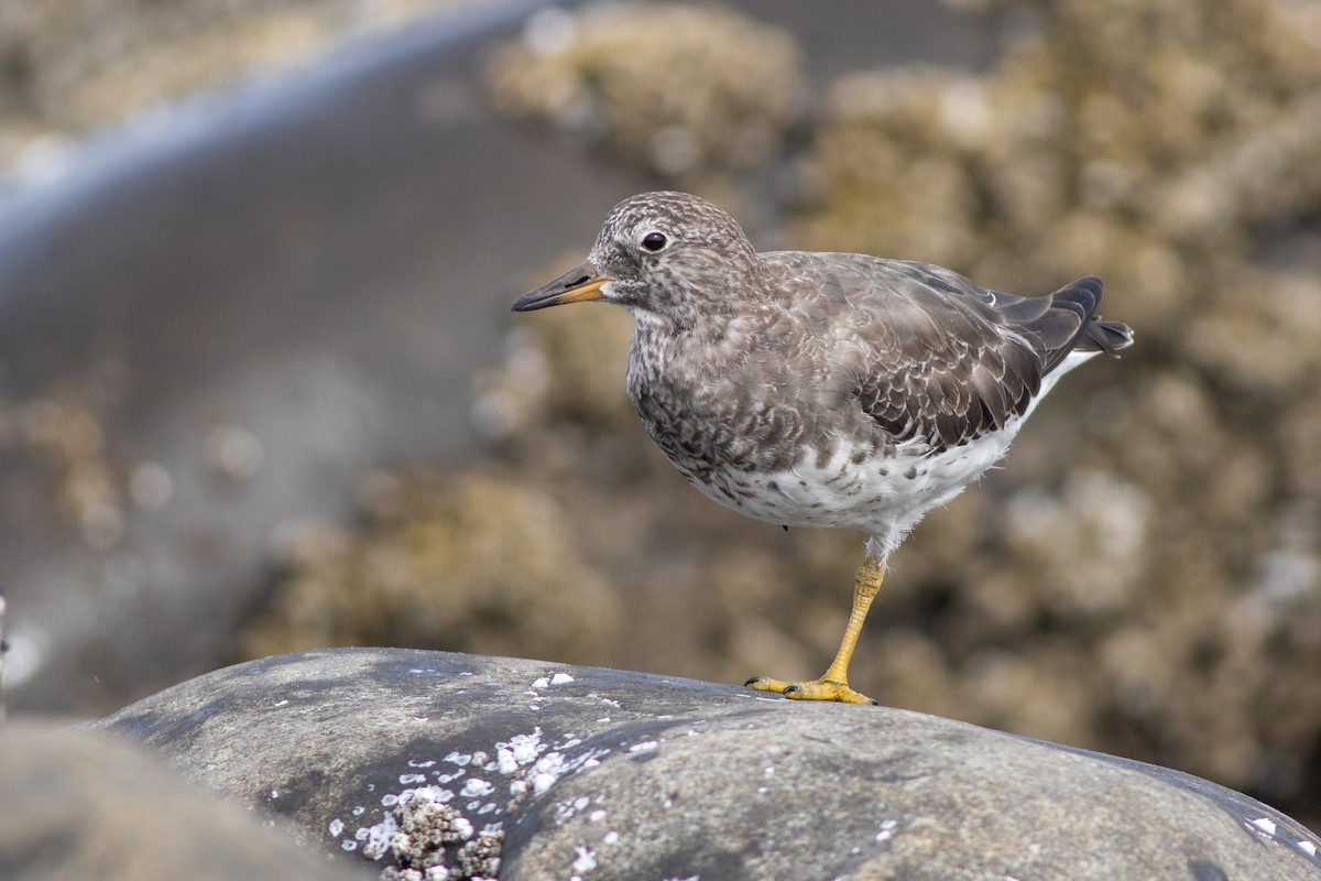 Surfbird - ML642709168