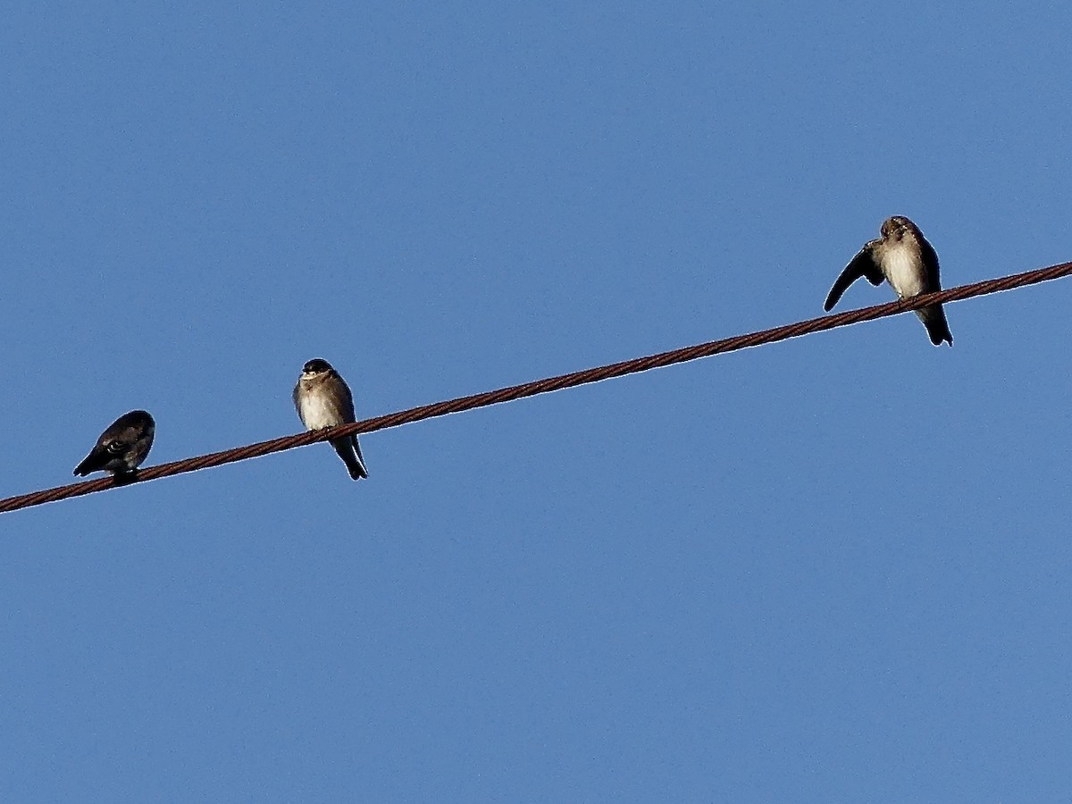 Northern Rough-winged Swallow - ML642709173