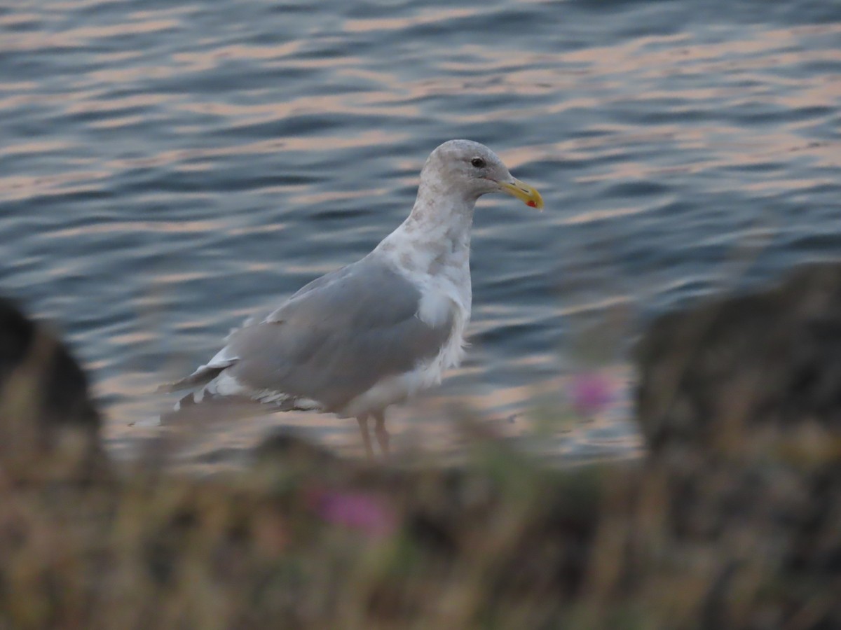 kaliforniasvartbak x gråvingemåke (hybrid) - ML642709176