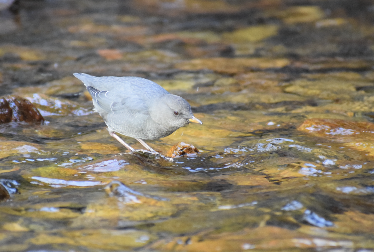 American Dipper - ML642709183