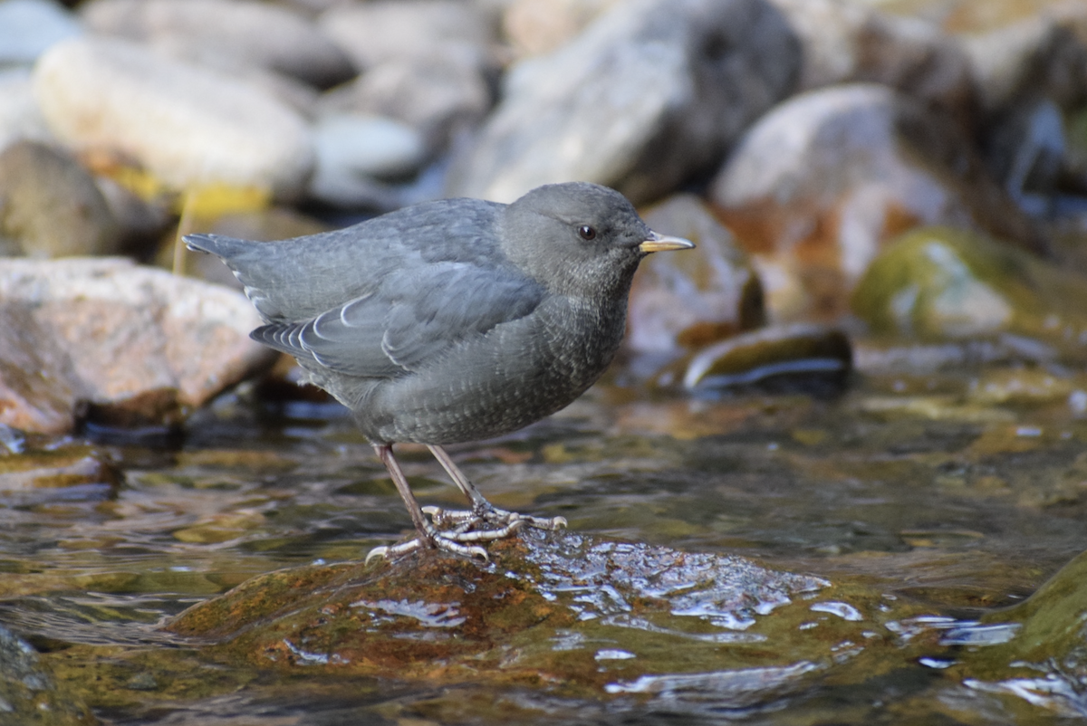American Dipper - ML642709185