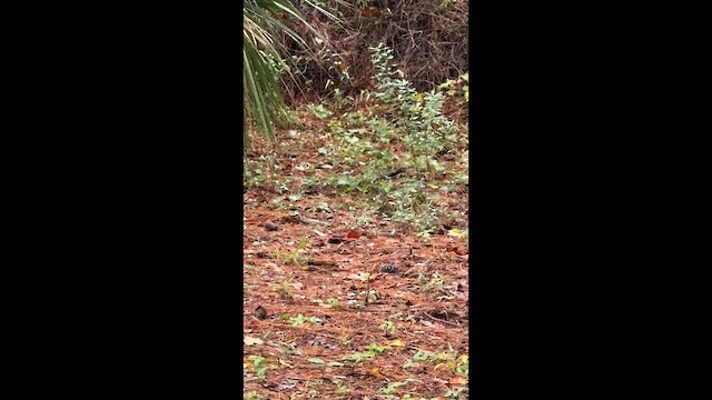Kentucky Warbler - ML642709192