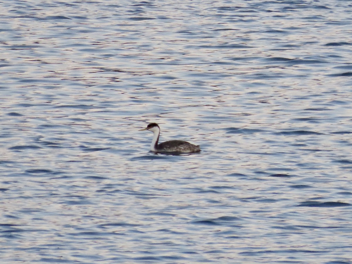 svanedykker - ML642709193