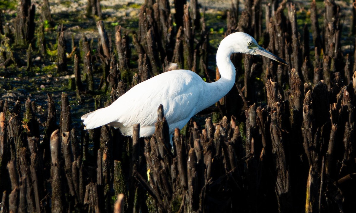 Little Blue Heron - ML642709194