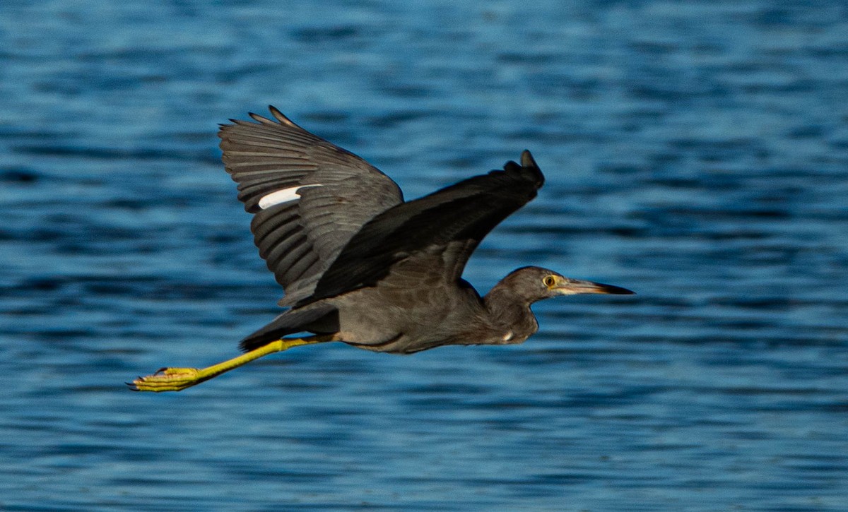 Little Blue Heron - ML642709195