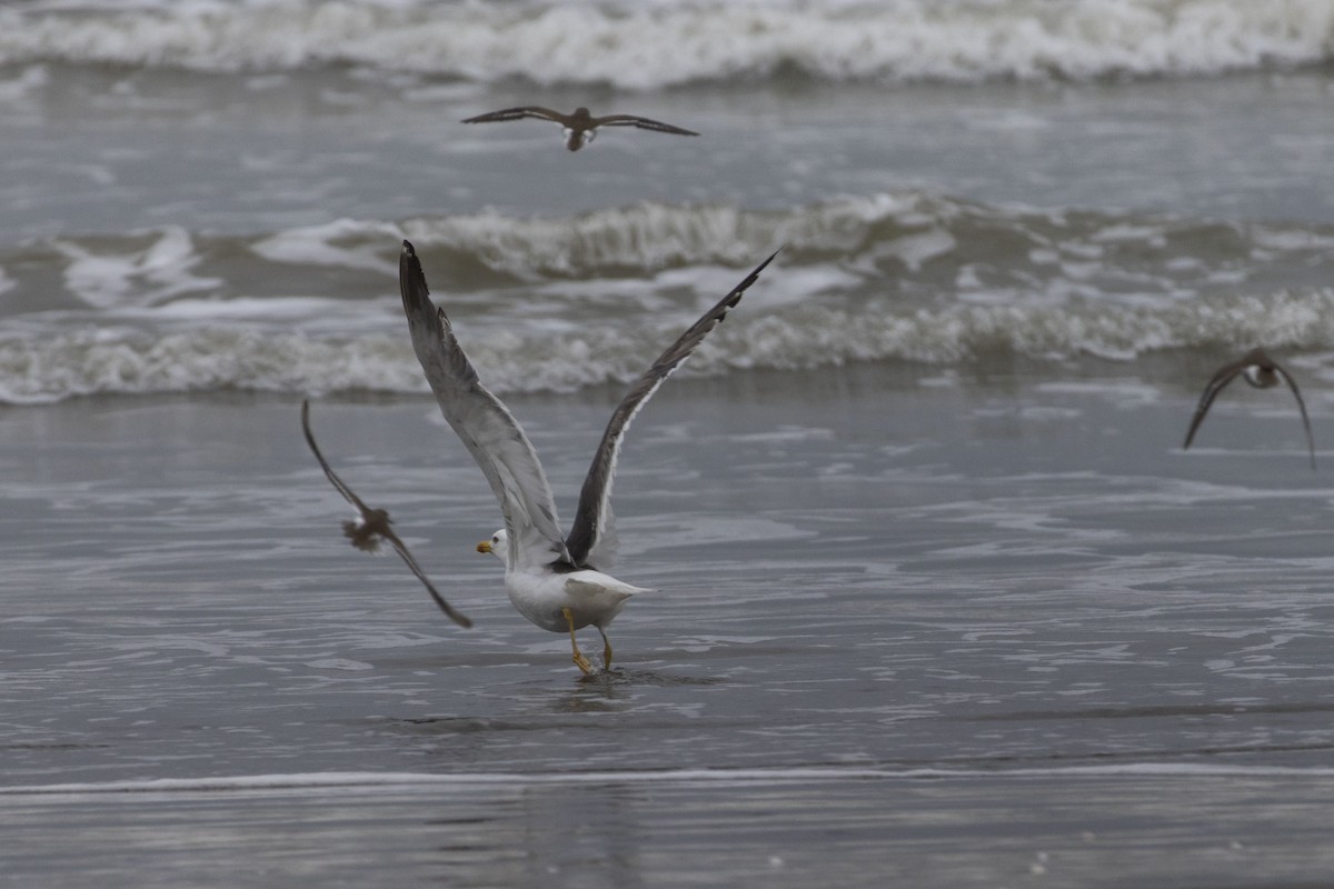 Lesser Black-backed Gull (Heuglin's) - ML642709196