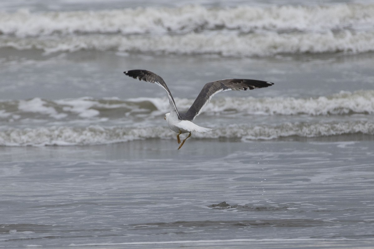 Lesser Black-backed Gull (Heuglin's) - ML642709197