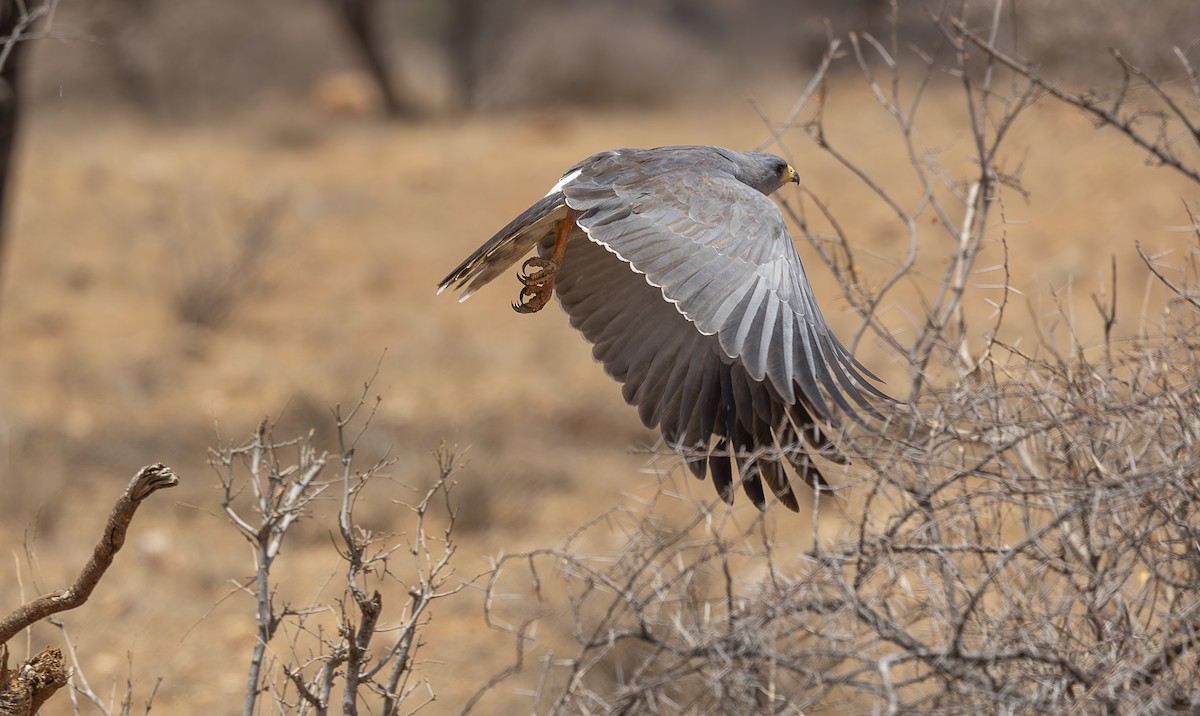 Eastern Chanting-Goshawk - ML642709200